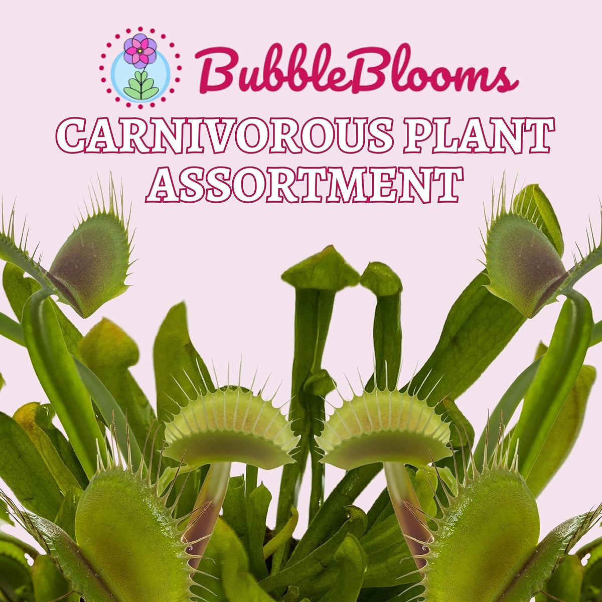 5 Live Different Carnivorous Plants in 2 inch Pots K71118