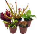 5 Live Different Carnivorous Plants in 2 inch Pots K71118
