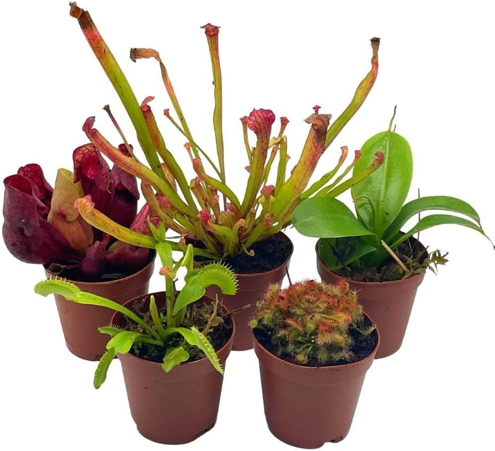 5 Live Different Carnivorous Plants in 2 inch Pots K71118