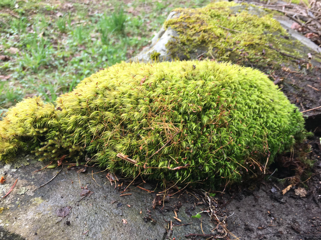 Mood Moss D325404