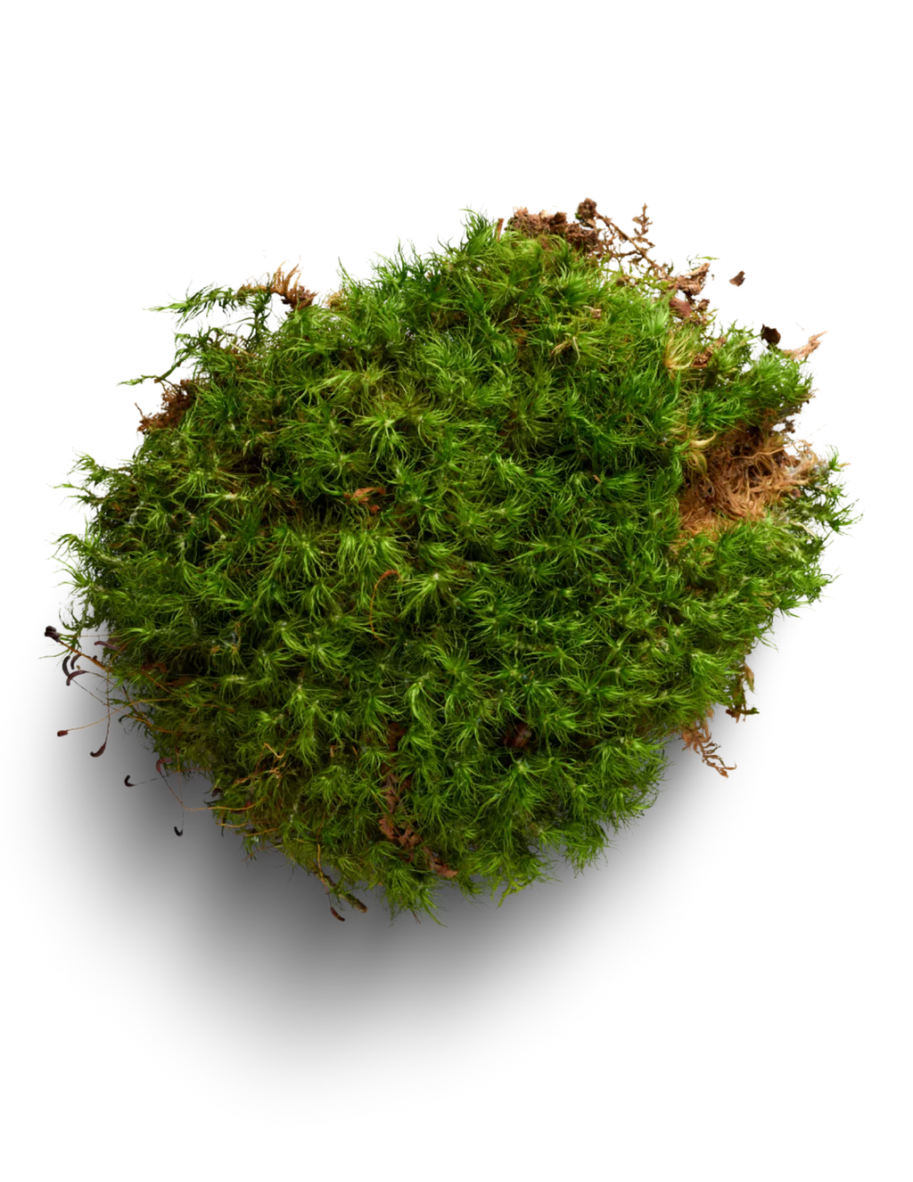 Mood Moss D325404