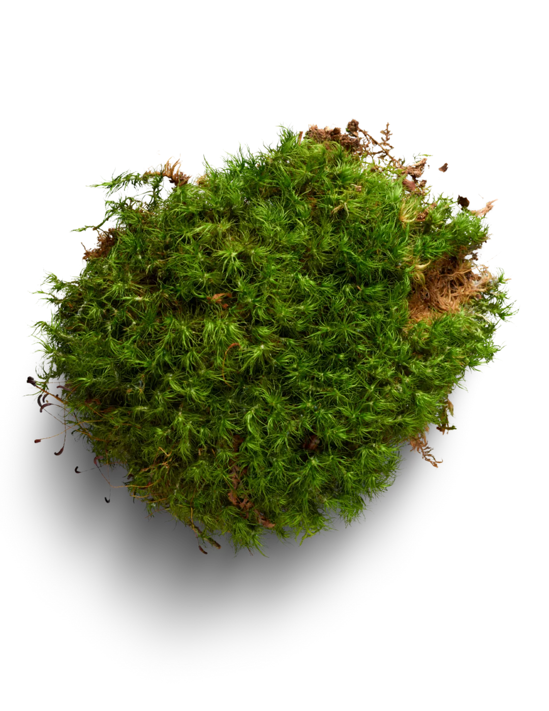 Mood Moss D325404