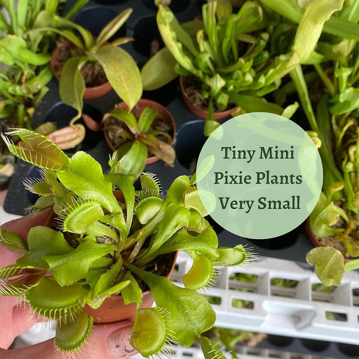 5 Live Different Carnivorous Plants in 2 inch Pots K71118