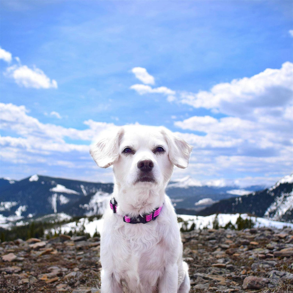 Dog Collar B215517