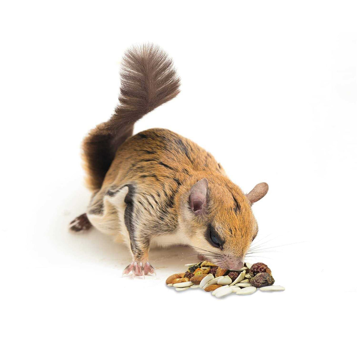 Squirrel Food P1837