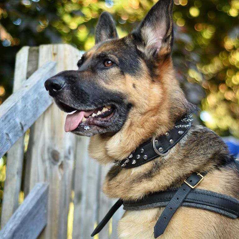 Spiked Dog Collar C934