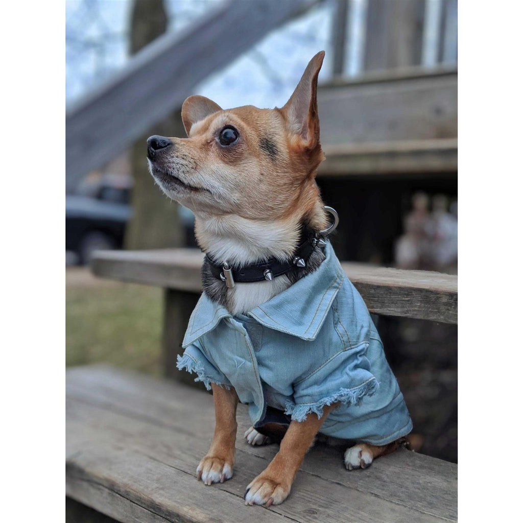 Dog Collar S600531