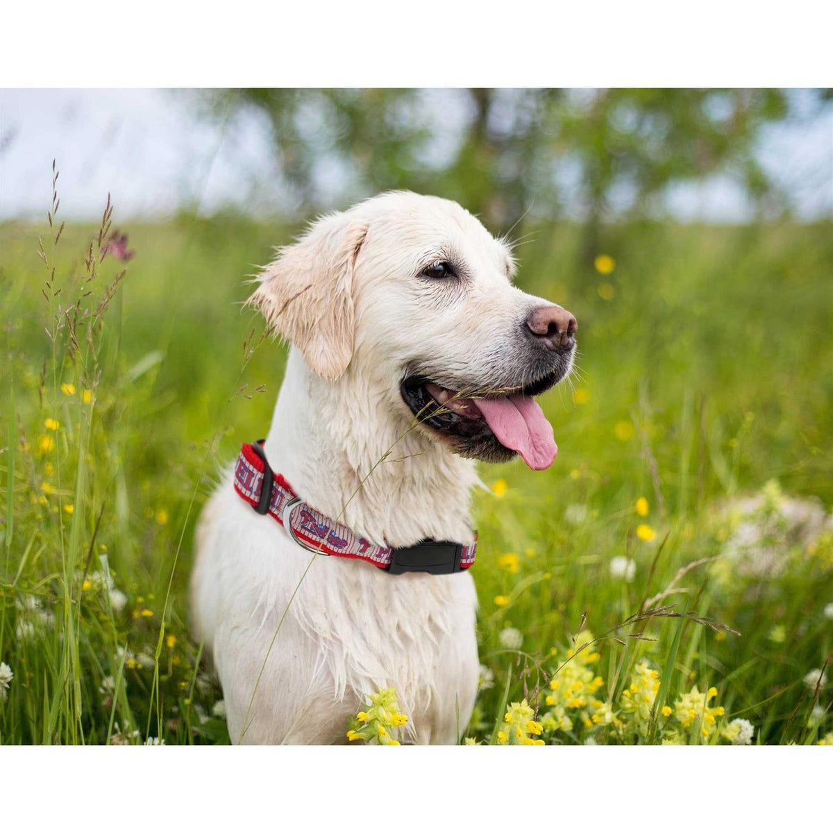Pet Dog Collar L358502