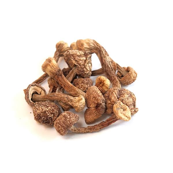 Dried Blazei Brazilian Cap Mushrooms 1 lb J5700