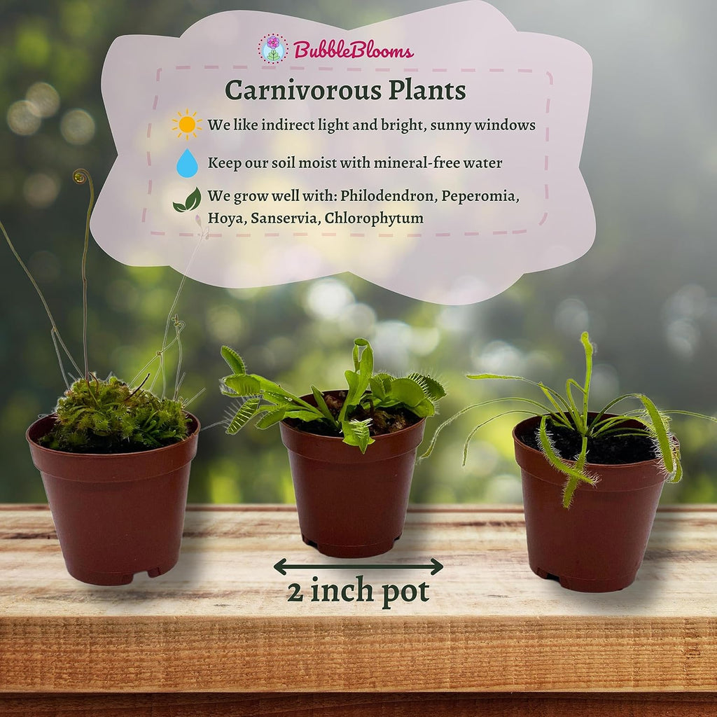 5 Live Different Carnivorous Plants in 2 inch Pots K71118