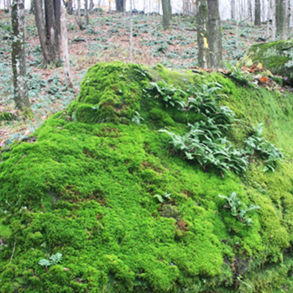 Mood Moss D325404