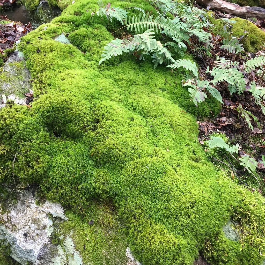 Mood Moss D325404