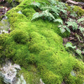 Mood Moss D325404