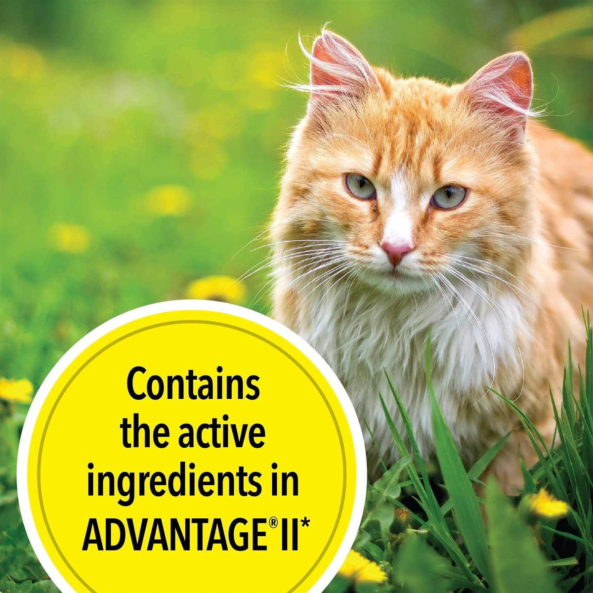 Flea Treatment for Large Cats T12013
