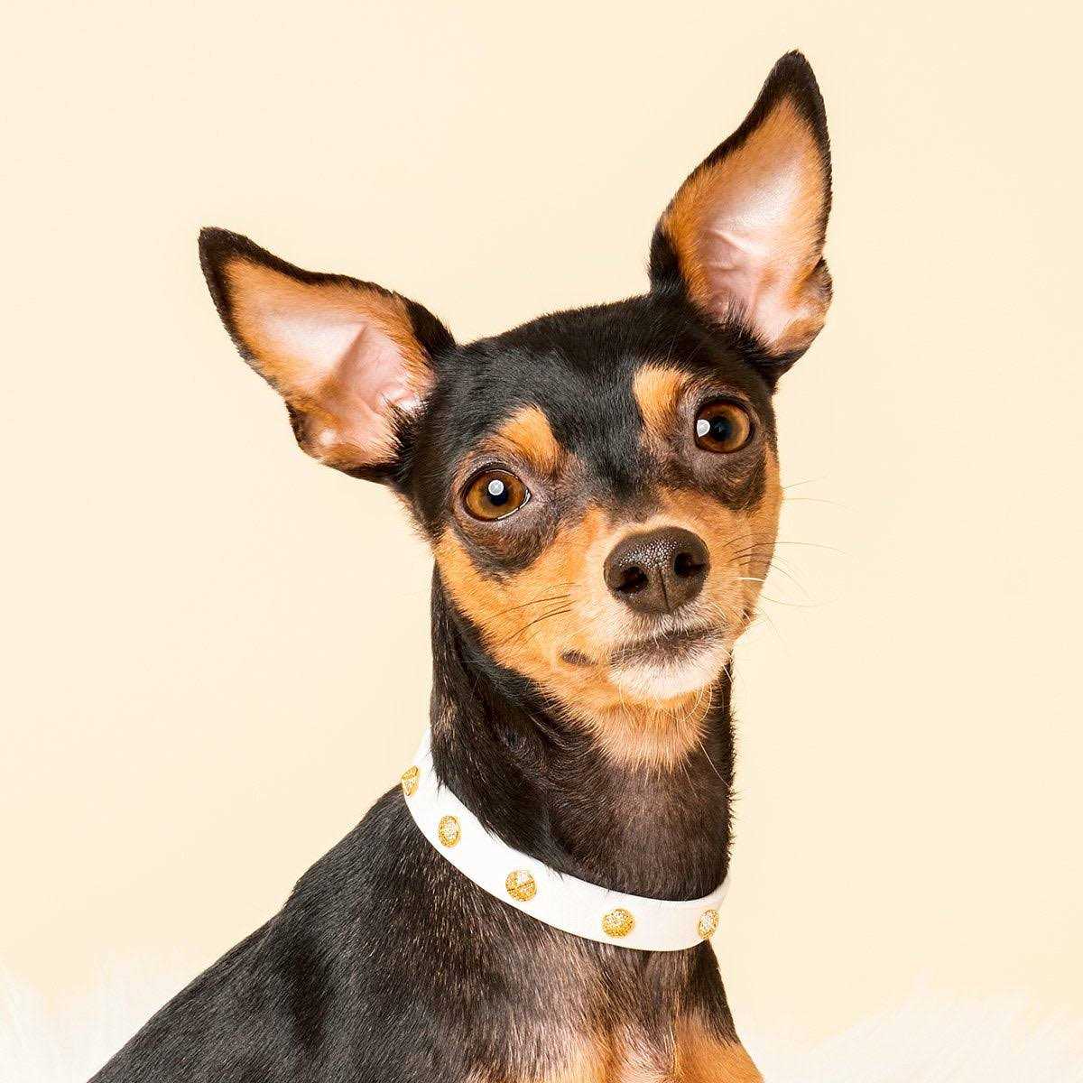Genuine Leather & Microfiber Bejeweled Circular Stud Dog Collar O43067