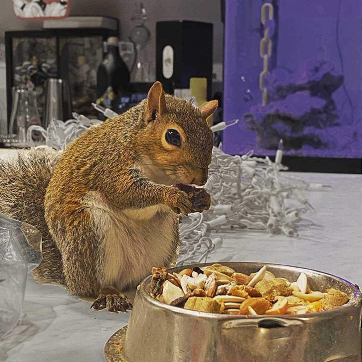 Squirrel Food P1837
